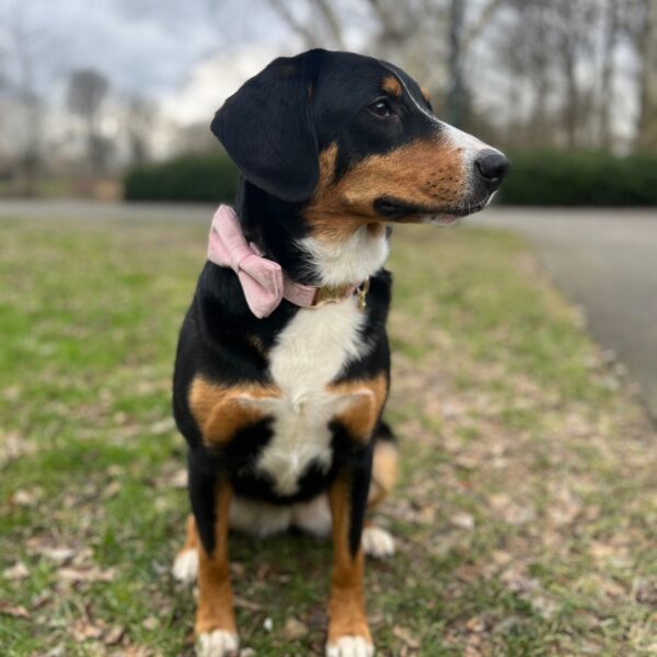 Puk pink
